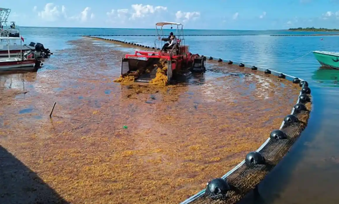 Lee más sobre el artículo Marina barre con 39 mil toneladas de sargazo en el Caribe