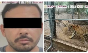 Lee más sobre el artículo Cae posible líder de célula de Cártel del Noroeste, con droga y 7 tigres