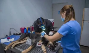 Lee más sobre el artículo Detectan 2 nuevos casos de gusano barrenador en El Marqués