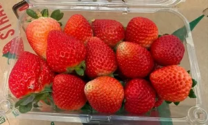 Lee más sobre el artículo Podría impedir EU la entrada de fresas mexiquenses
