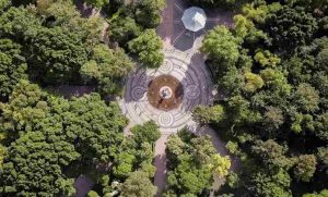Lee más sobre el artículo Plaga de muérdago afecta al 70% de la Alameda Hidalgo