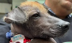 Lee más sobre el artículo Lanzan primer festival dedicado al perro xoloitzcuintle en CDMX