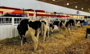 Lee más sobre el artículo Revisarán todas las especies ganaderas que participen en la Feria de Querétaro