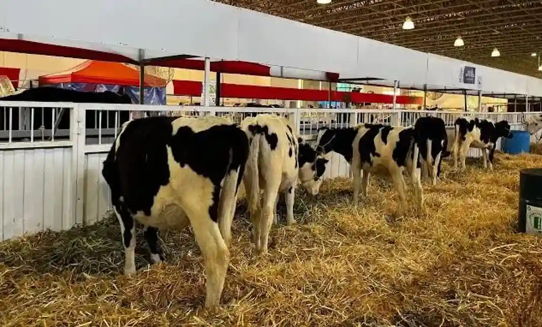 Lee más sobre el artículo Revisarán todas las especies ganaderas que participen en la Feria de Querétaro