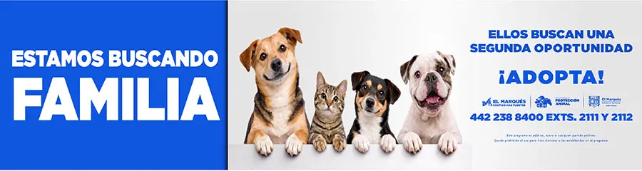 compressed PIMPA QRO-NEWS-956-x-255-px